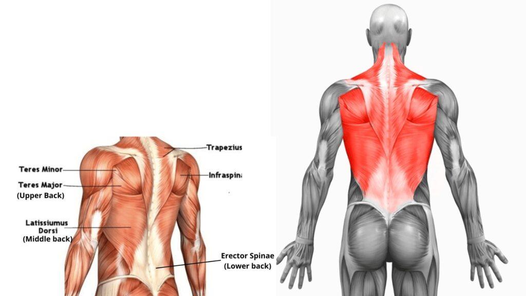 back muscle anatomy