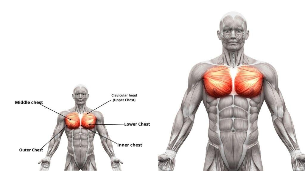 chest muscle anatomy