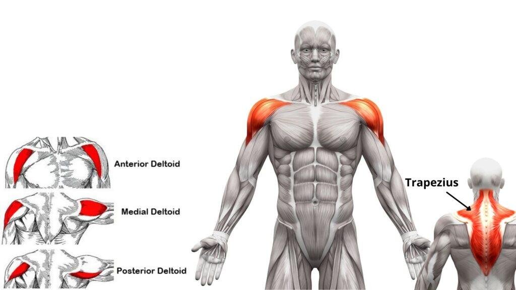 shoulder muscle anatomy