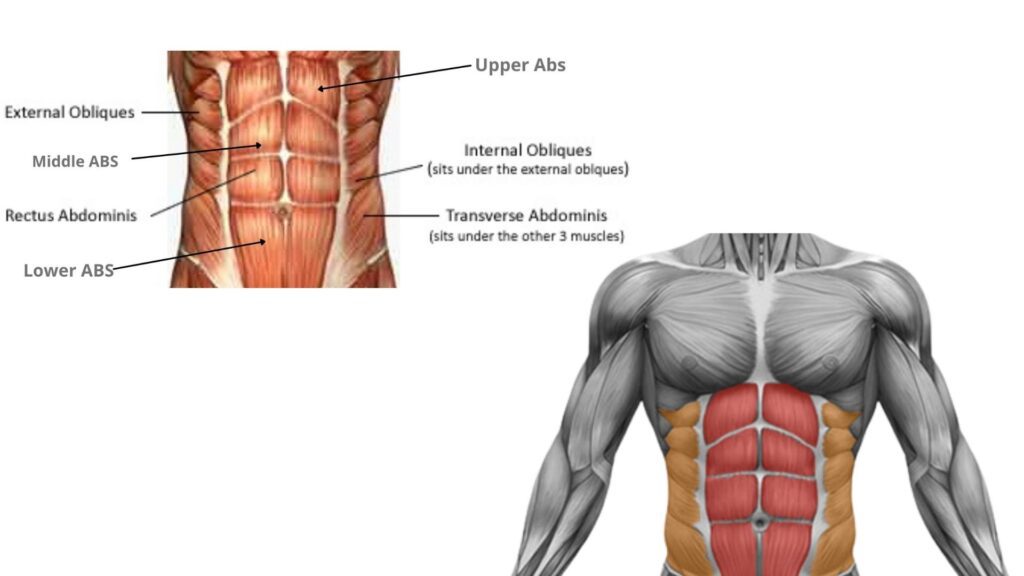 abs muscle anatomy
