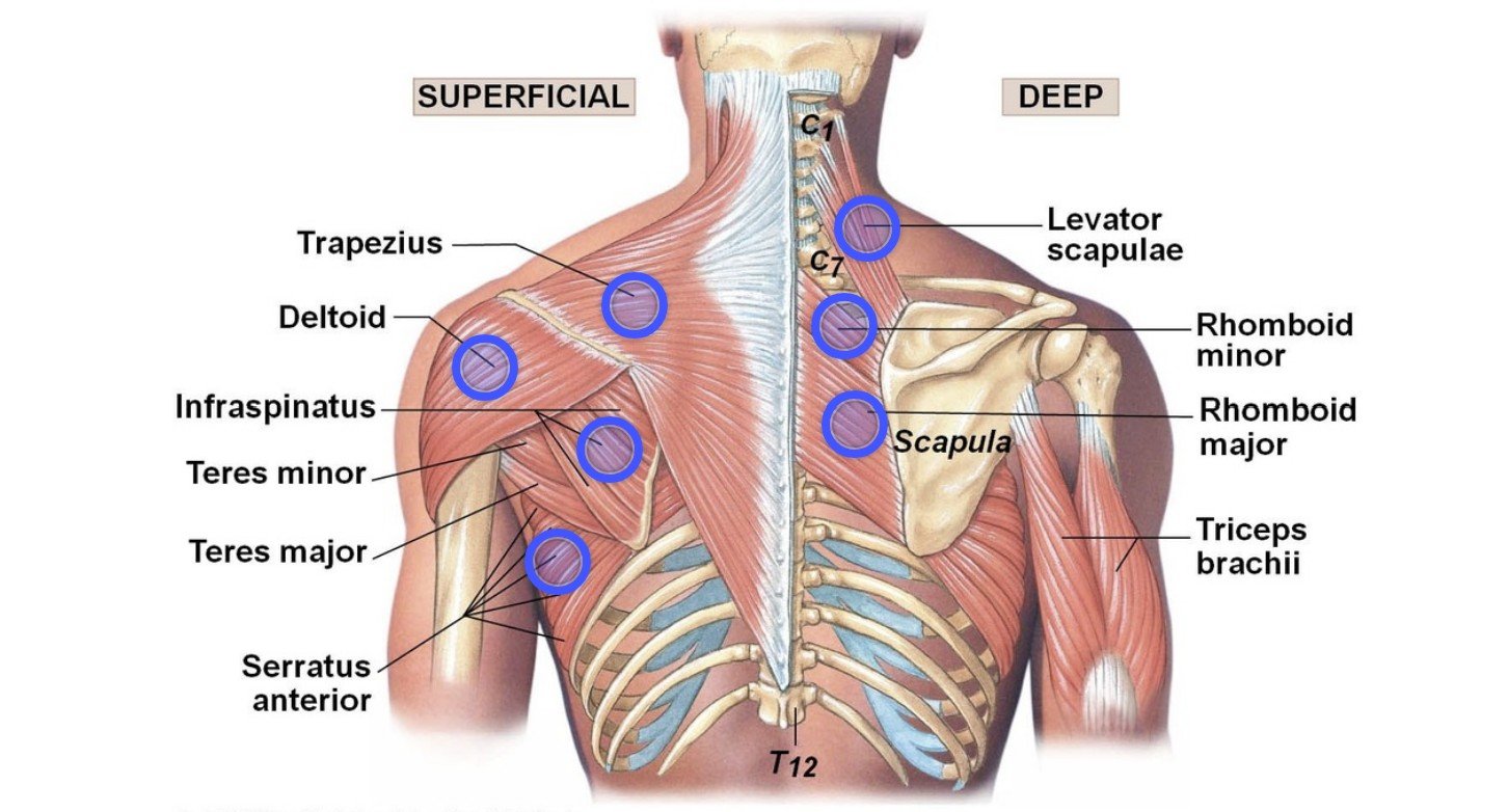 Back-muscle Back Muscle